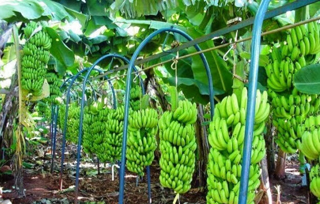 Banana de Bom Jesus da Lapa conquista Indicação Geográfica