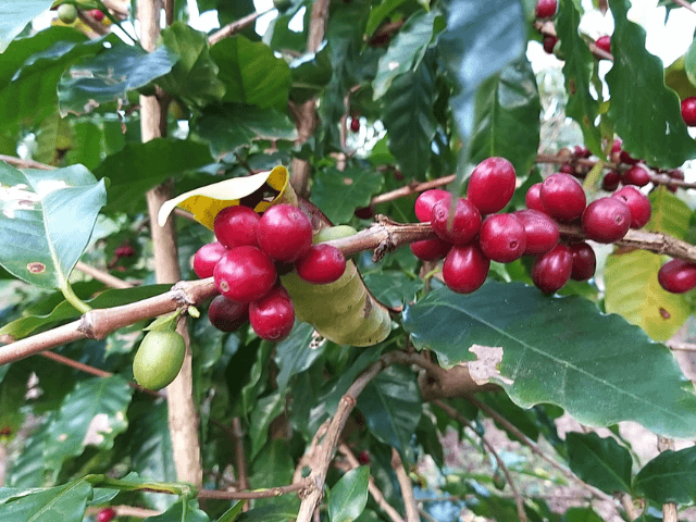 Agricultura familiar impulsiona produção de café sombreado
