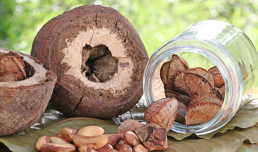 Castanha-da-amazônia: indígenas são remunerados por cuidar da floresta