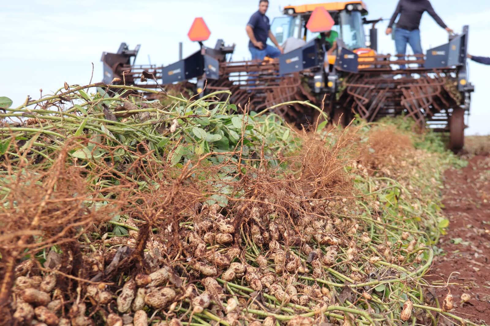 Amendoim ganha cadeia produtiva completa em Mato Grosso do Sul