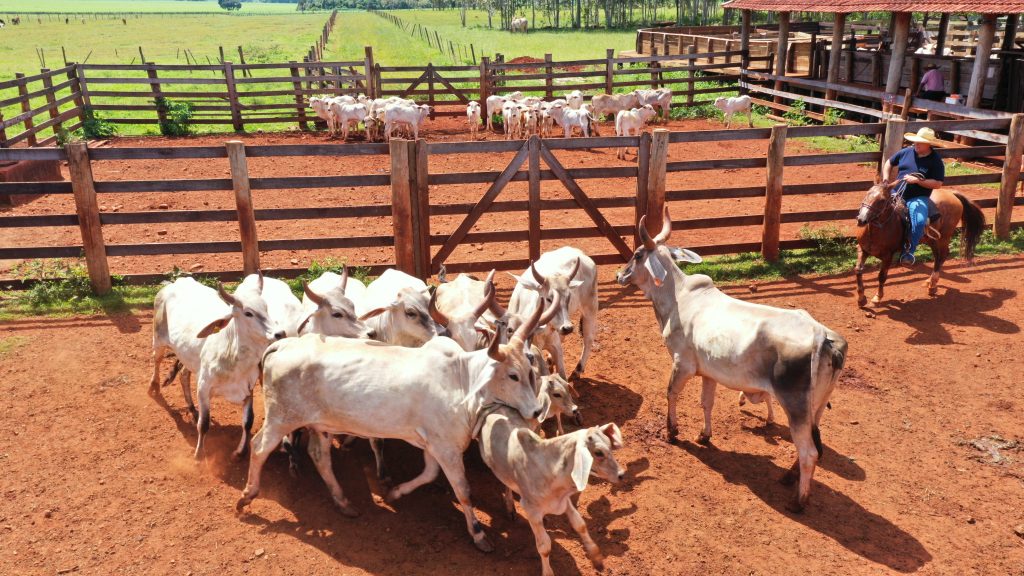 Programa de melhoramento genético do Guzerá chega aos produtores paulistas