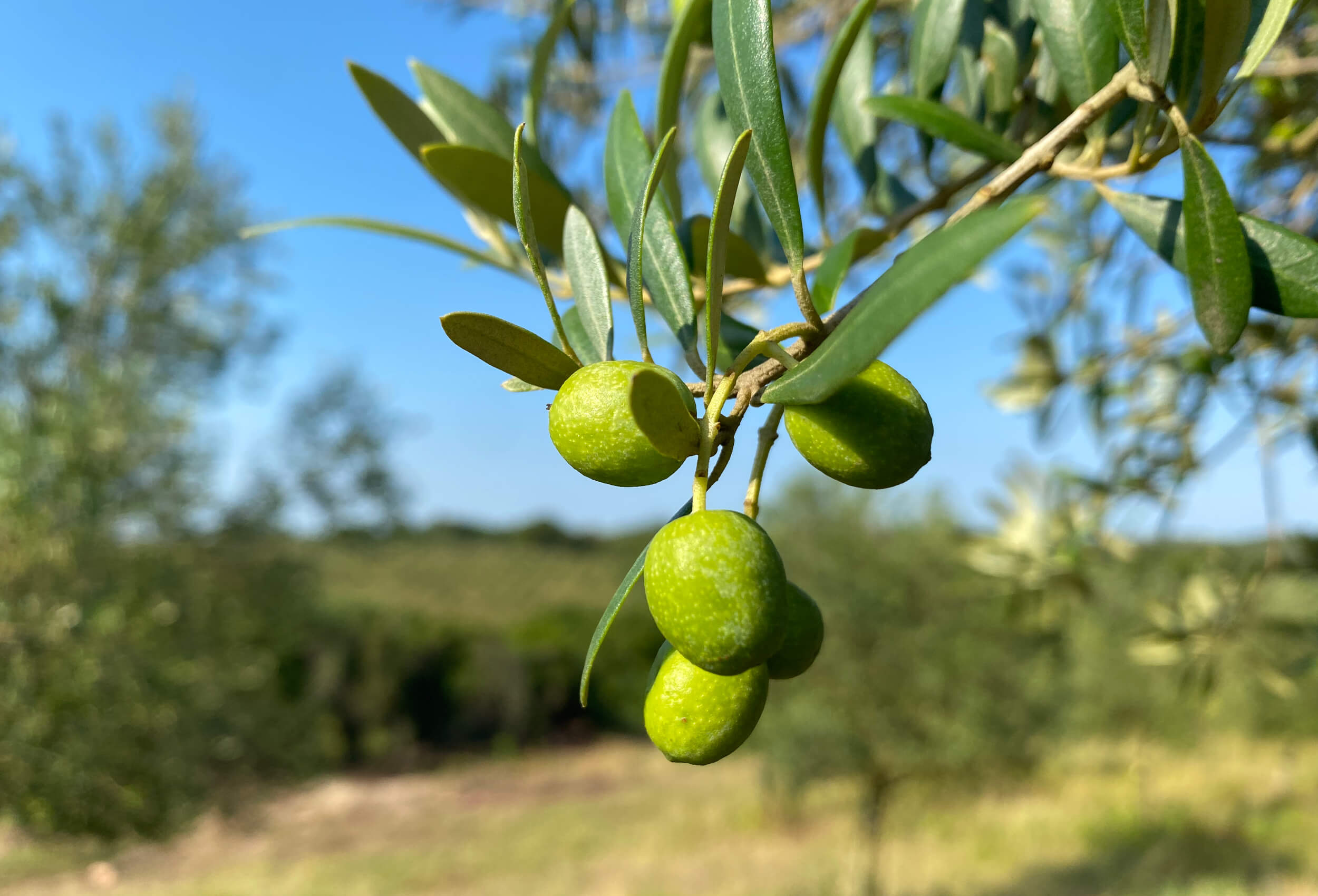 Brasil deve bater recorde histórico na produção de azeite de oliva