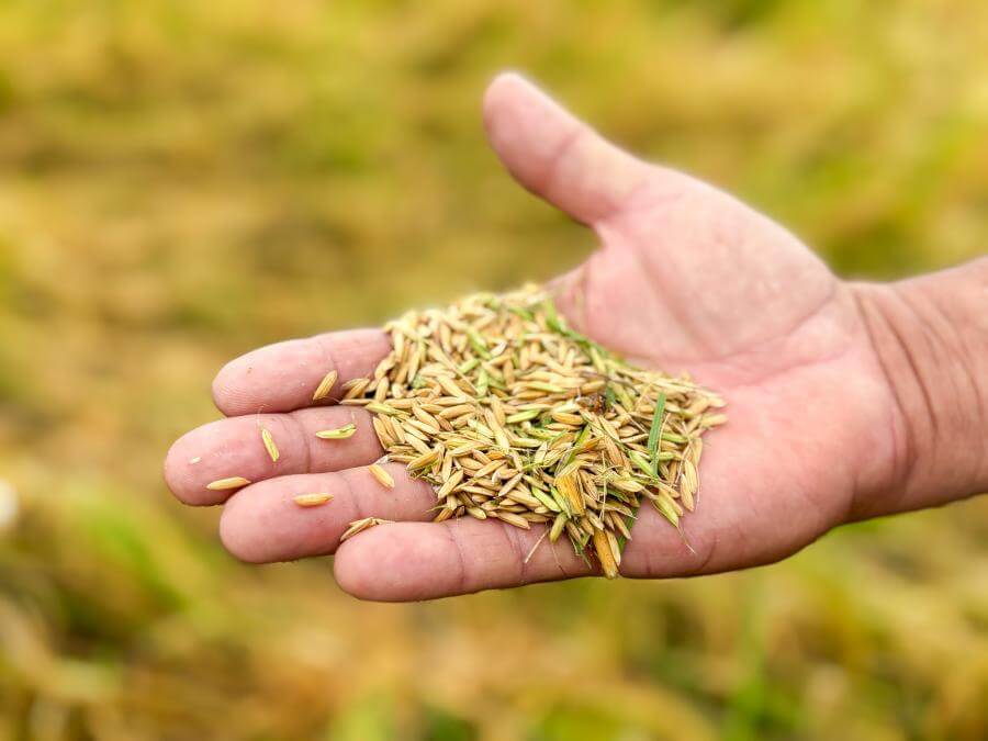 Como Alagoas se tornou referência nacional na produção de arroz irrigado