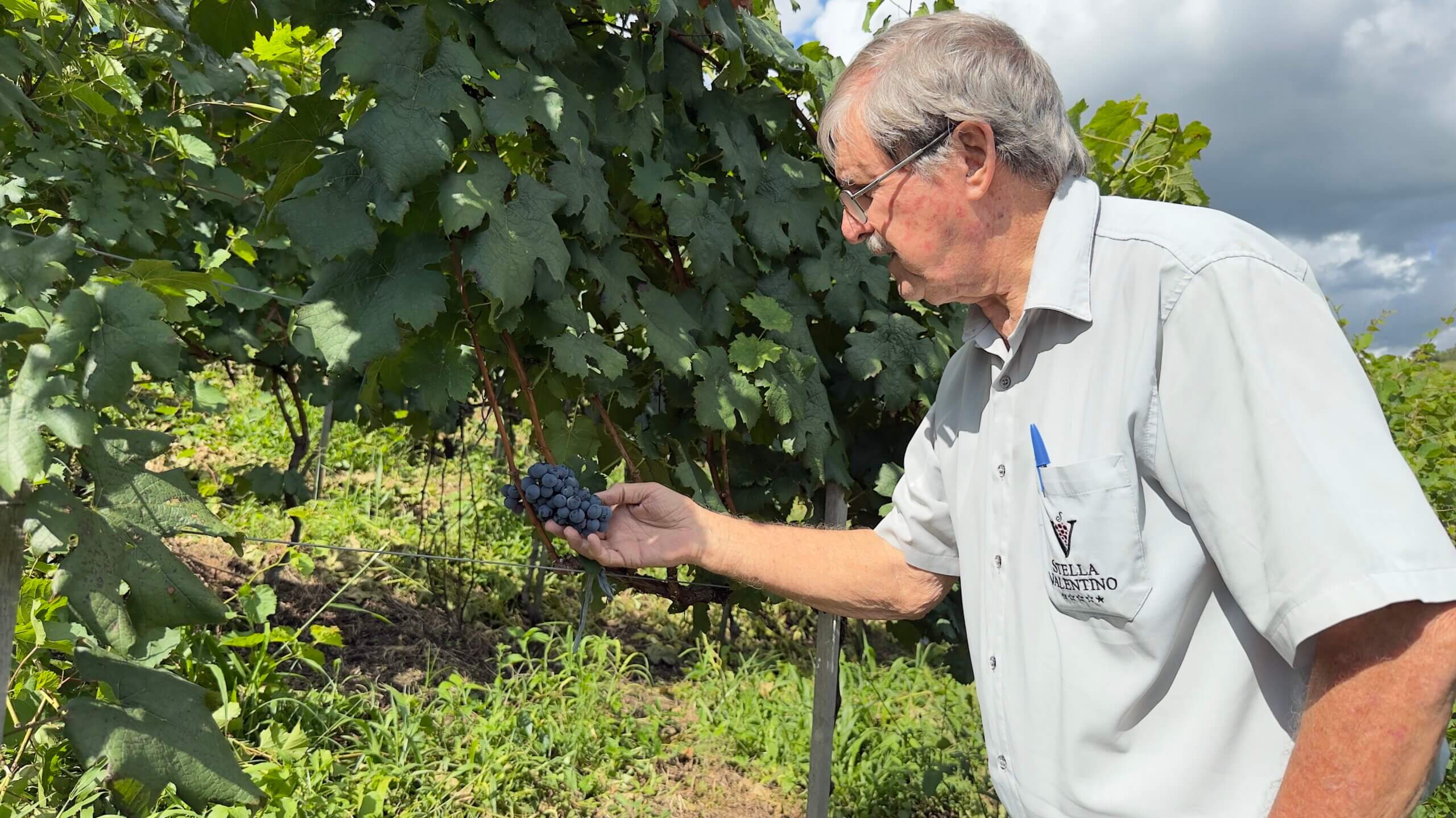 vinhos