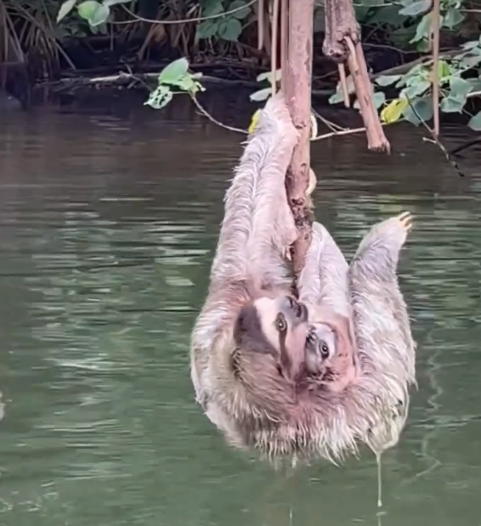 Bicho-preguiça e filhote bebem água juntos e derretem corações