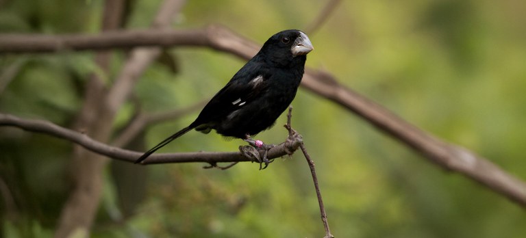 Espécies brasileiras de aves de canto passam a ter controle rígido no comércio mundial