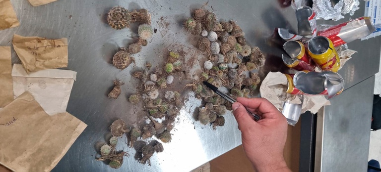 Tráfico de cactos: turistas escondem 2 mil sementes em latas e sapatos