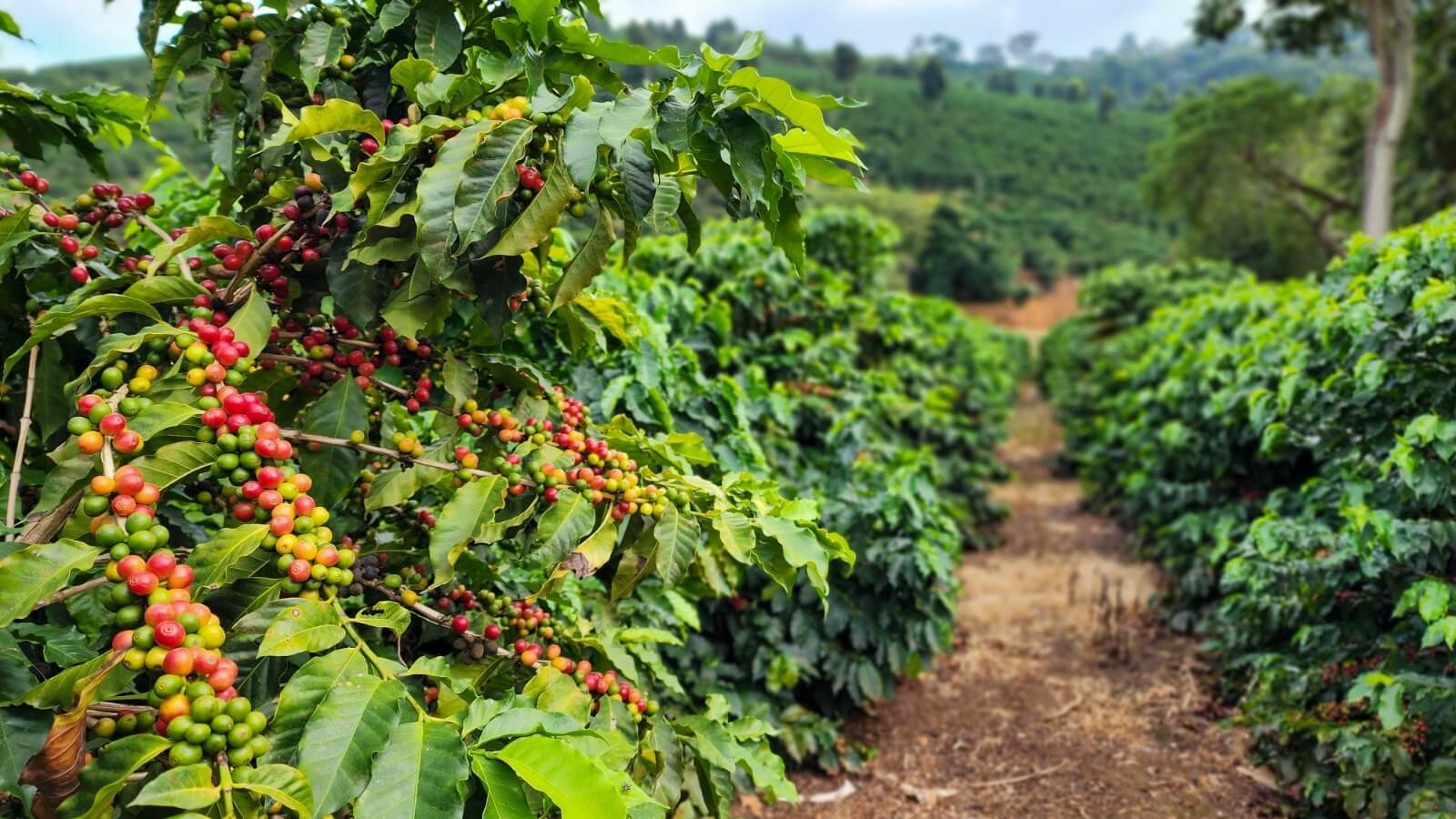Chuvas interrompem queda dos preços do café arábica