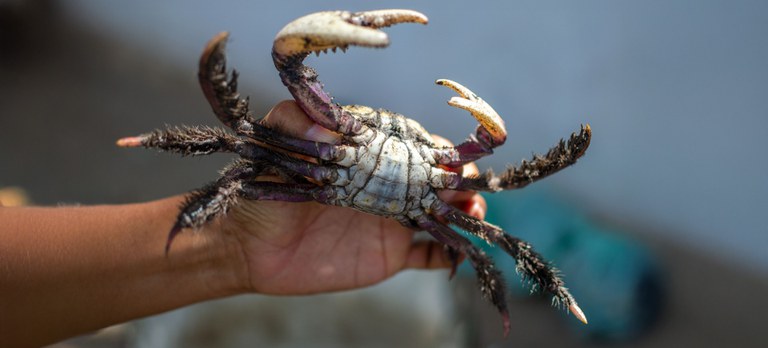 Defeso do caranguejo-uçá começa no Norte e Nordeste