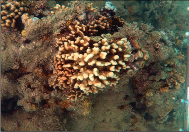Corais-de-fogo brasileiros enfrentam risco de extinção silenciosa, alertam cientistas