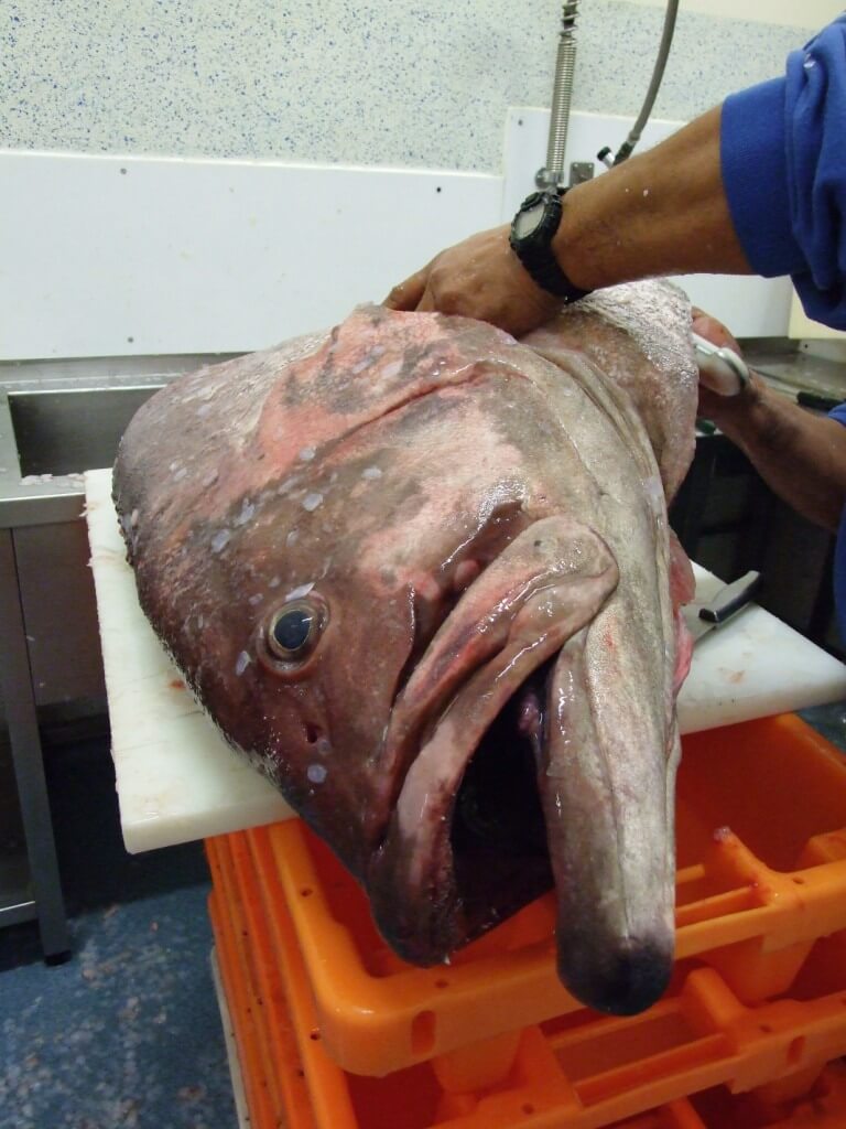 Ibama multa responsável por pesca ilegal de mero