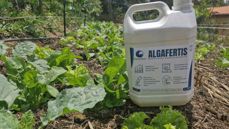 Microalgas criadas com resíduo de cervejaria viram biofertilizante