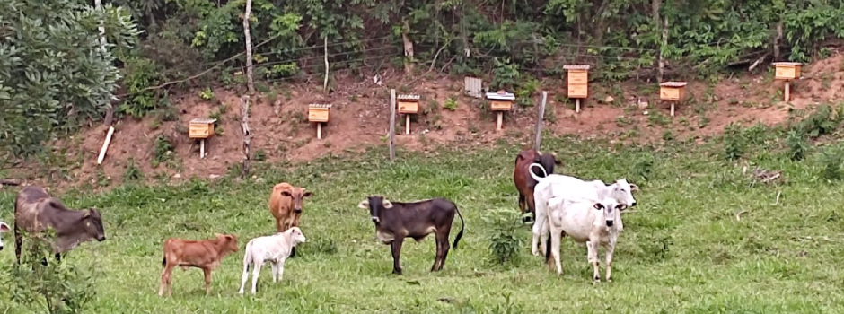 Apicultura: pecuarista mineiro transforma curiosidade em negócio