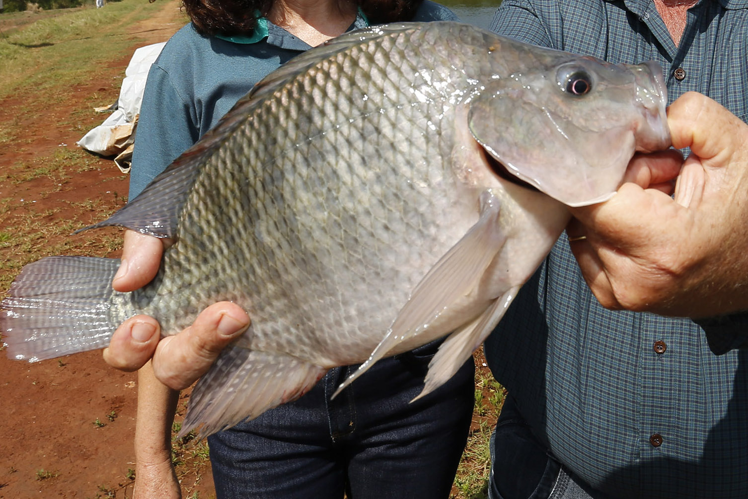 Paraná amplia liderança na produção nacional de peixes