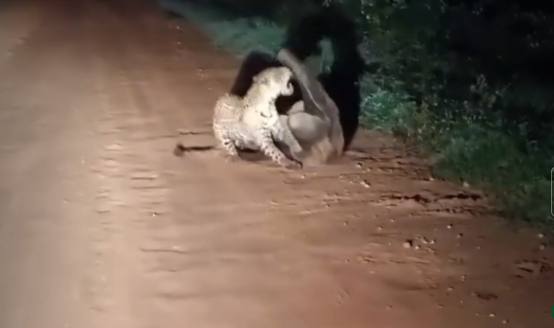 Tamanduá-bandeira enfrenta onça-pintada no Pantanal; veja o vídeo