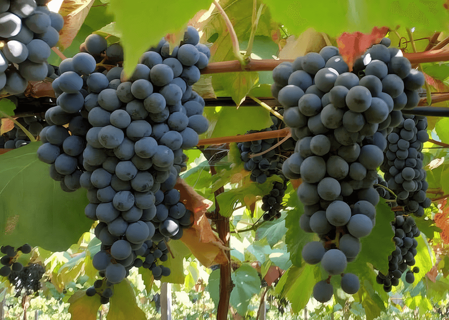Vinho sem álcool tem qualidade? Marca brasileira prova que sim em Londres