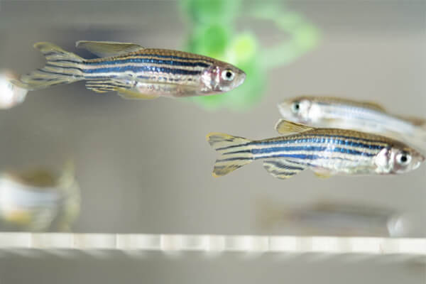 Unesp inaugura biotério de zebrafish em Botucatu