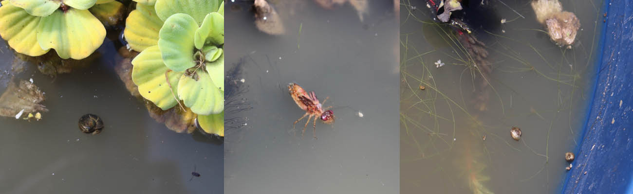 Agrotóxicos e vinhaça destroem predadores aquáticos e desequilibram rios e lagoas