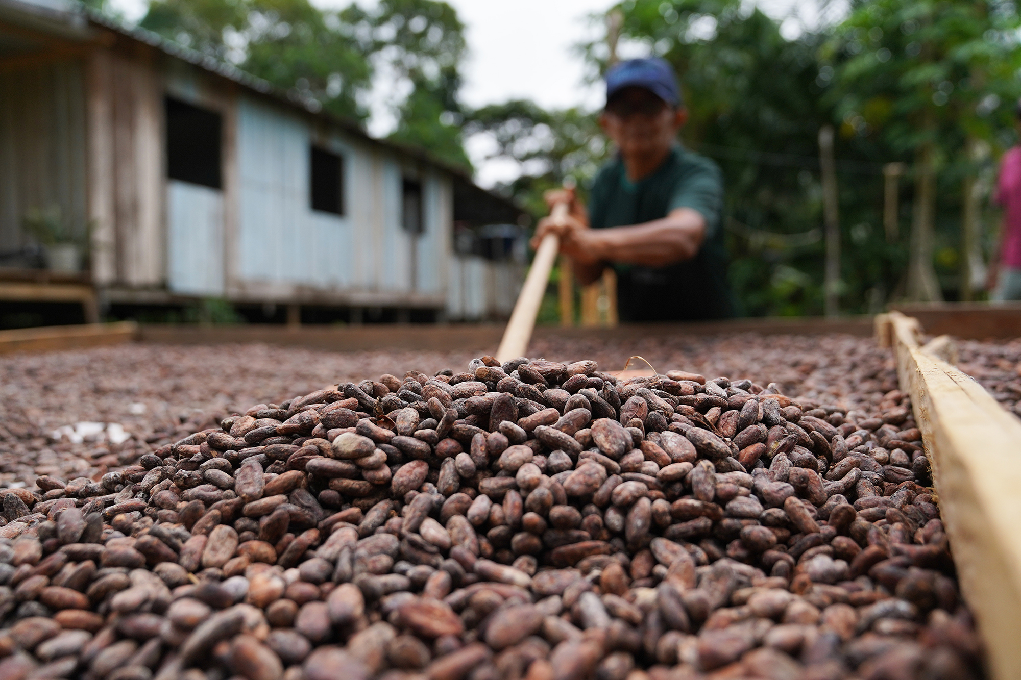 Mulheres da Amazônia transformam cacau orgânico em chocolate artesanal