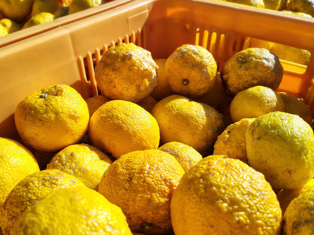 Epagri inicia estudo para viabilizar cultivo comercial do limão japonês em Santa Catarina