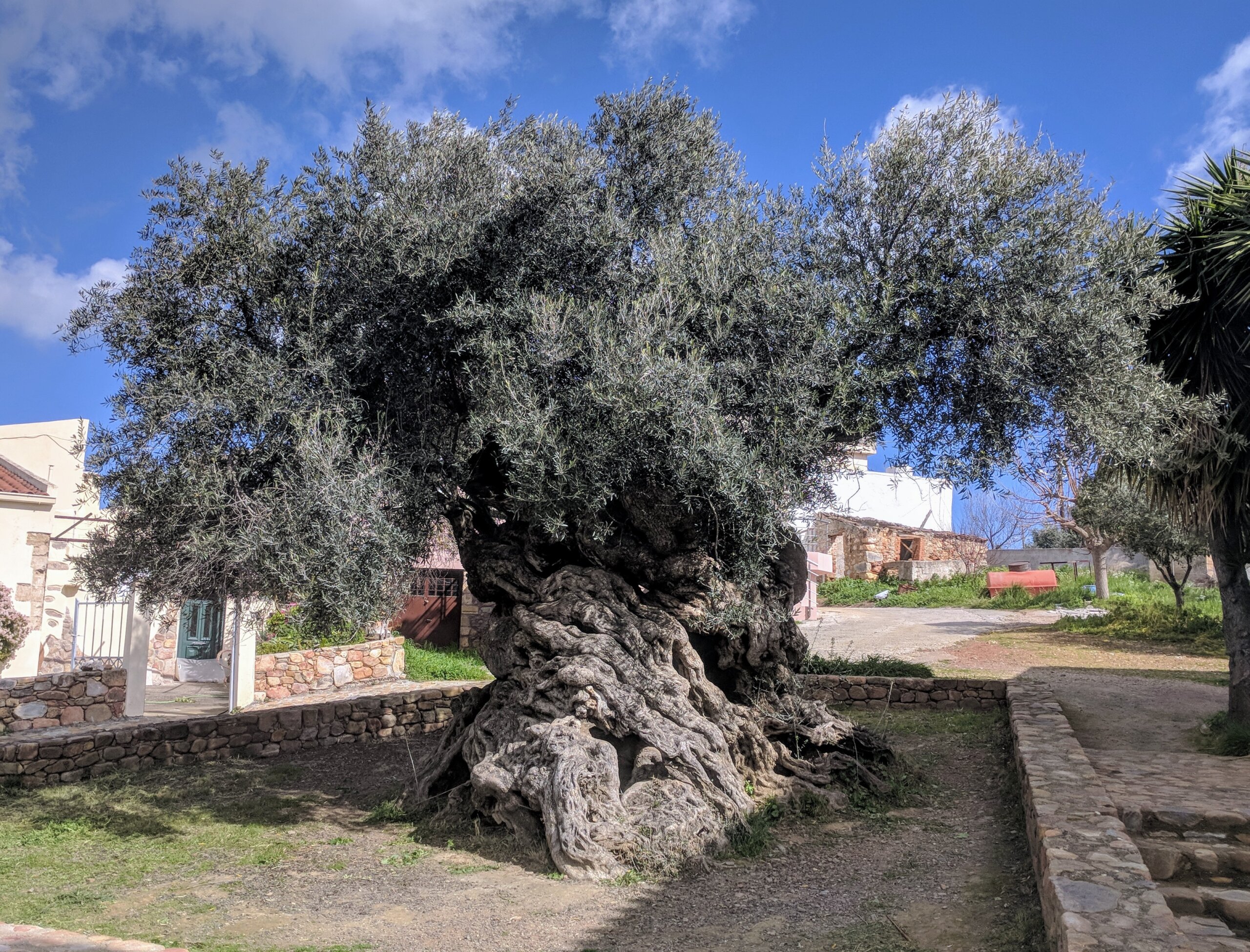 A árvore da Semana Santa: conheça a oliveira mais antiga do mundo