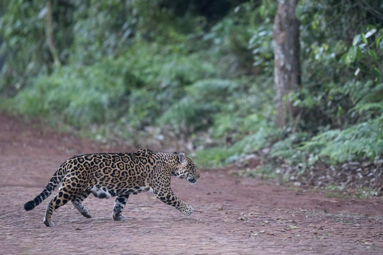 Parque Nacional do Iguaçu fecha trilhas para monitorar onças-pintadas e jaguatiricas