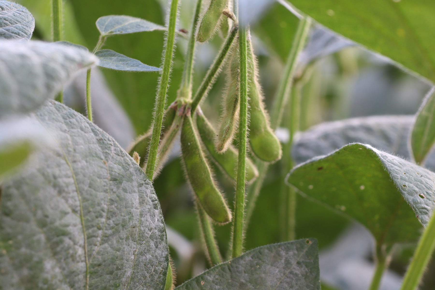 Nova biotecnologia promete redefinir o manejo da soja no Brasil