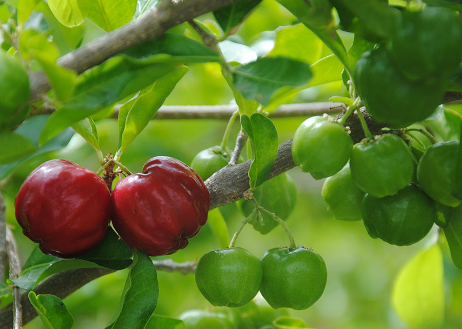 Abelhas nativas elevam produção de acerola em até 103%
