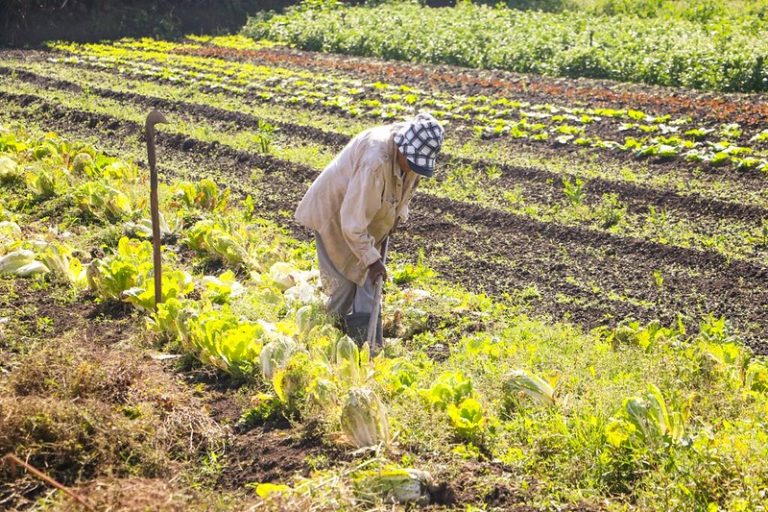 Faesp propõe mudanças para ampliar compras da agricultura familiar