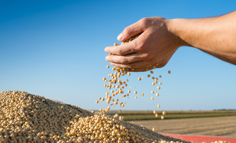Dia Mundial da Agricultura: Brasil bate recordes no agronegócio