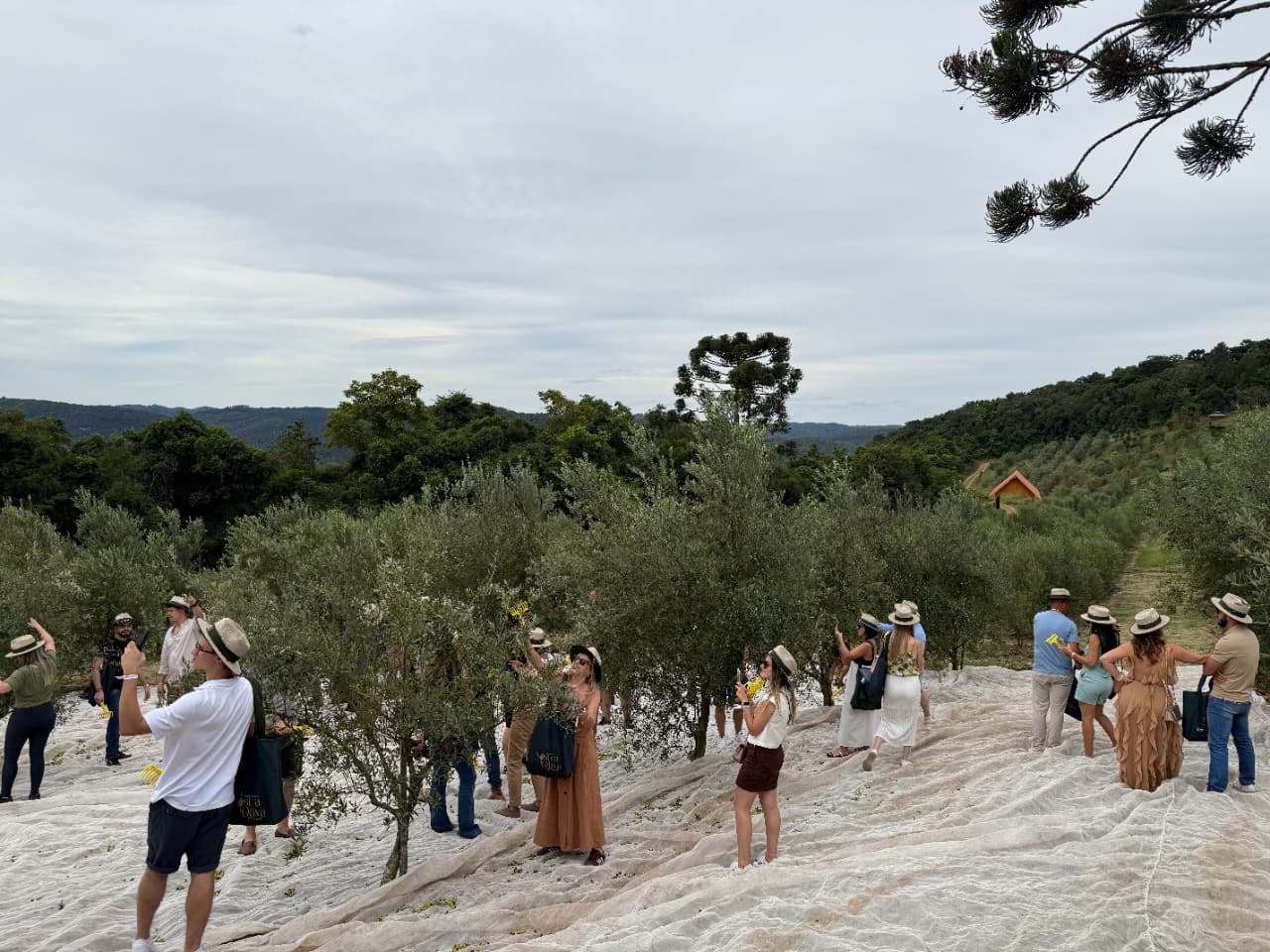 Festival do Azeite Olivas de Gramado celebra safra 2026 com experiências sensoriais e imersivas