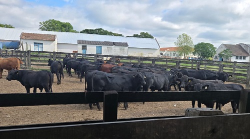 Embrapa usa tecnologia para identificar bovinos Brangus mais dóceis