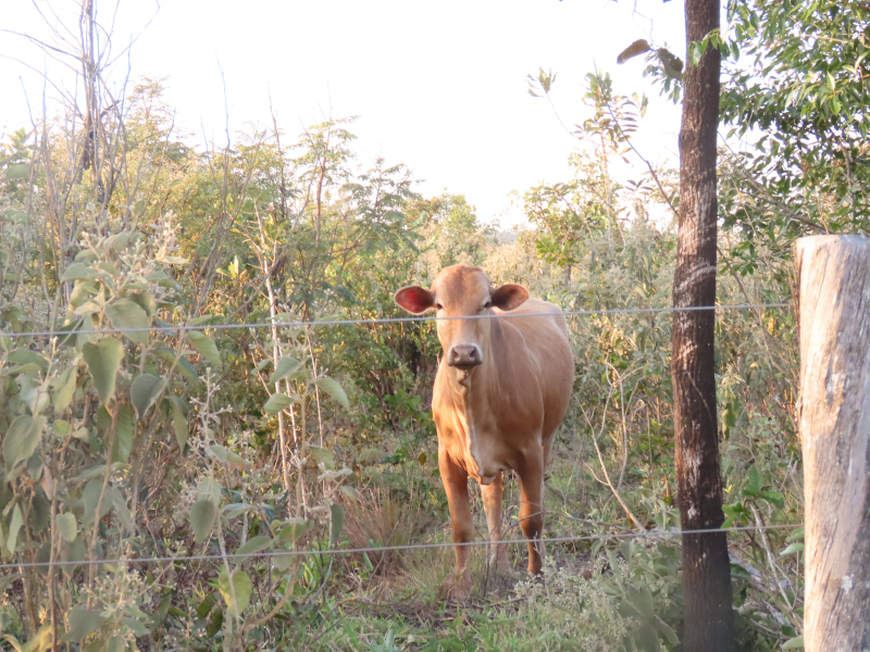 Cerrado: pastejo rotacionado reduz braquiária em 50% e restaura vegetação nativa