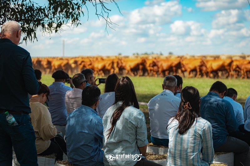 Congresso Mundial Brangus começa com imersão em propriedades rurais