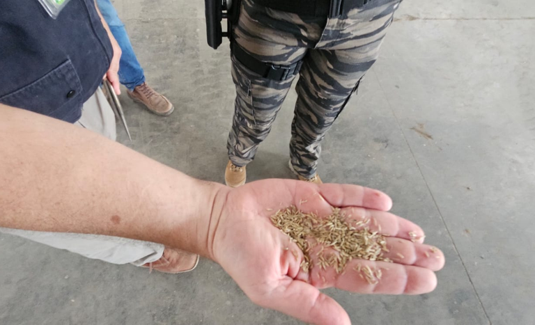 Fiscalização apreende 368 toneladas de sementes irregulares
