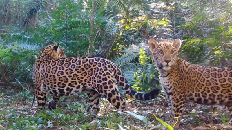 Falta de presas ameaça extinção da onça-pintada na Mata Atlântica