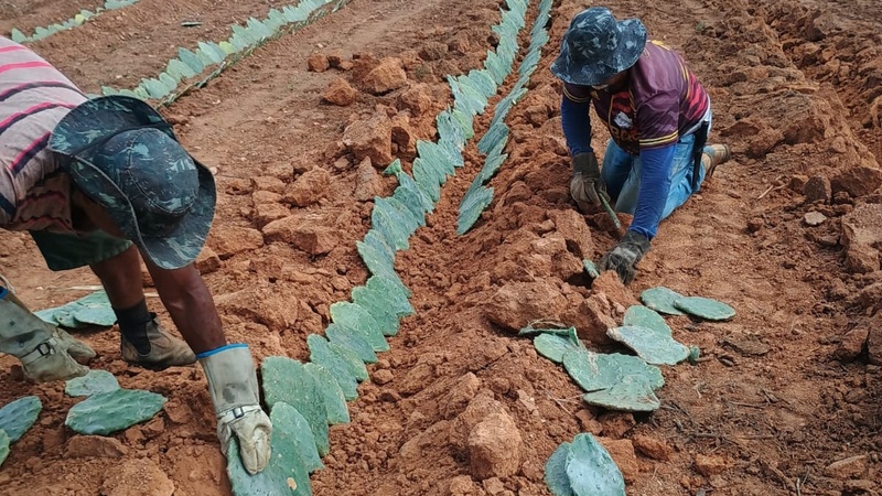Cultivo de palma forrageira avança no Nordeste