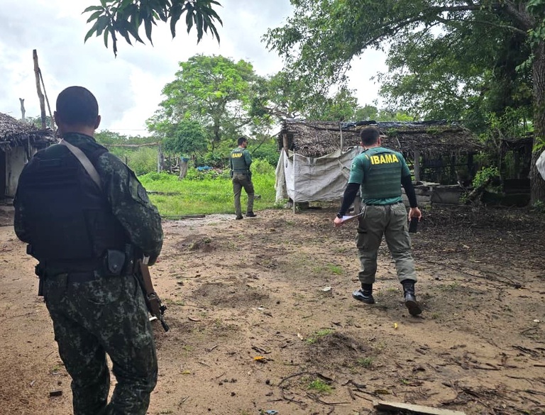 Operação apreende 550 cabeças de gado em operação em terra indígena