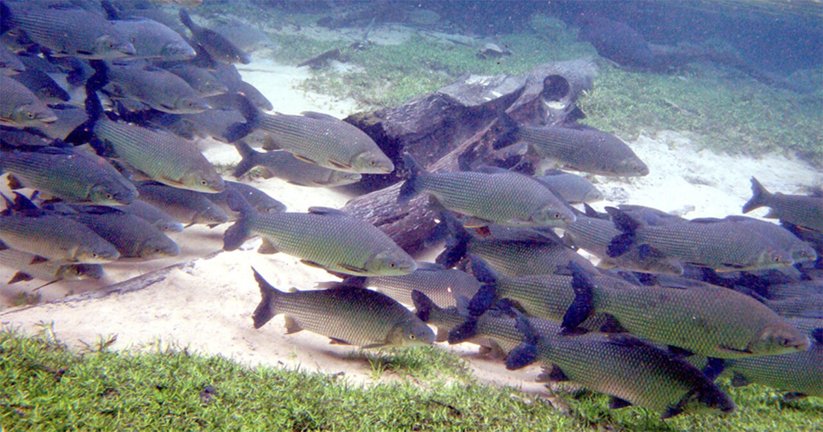Aquecimento global afeta reprodução dos peixes