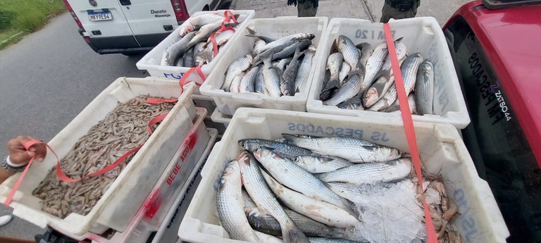 Camarão-rosa: operação apreende 32 toneladas de pescado apreendido