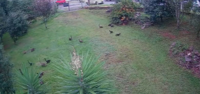 Quadrilha fofa surpreende Brigada Militar no Norte do RS