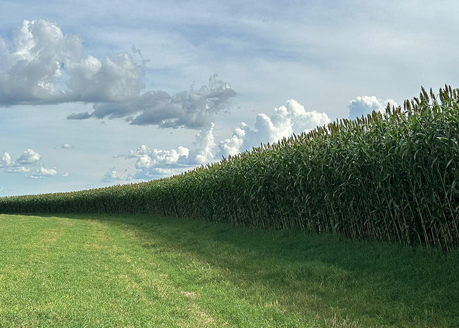 Novo sorgo forrageiro gigante eleva produtividade