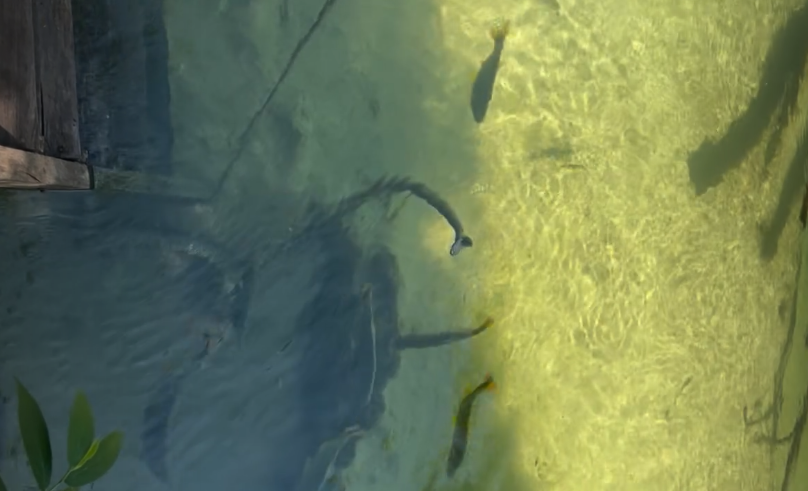 Flagrante raro: sucuri caça peixe em lagoa de águas transparentes