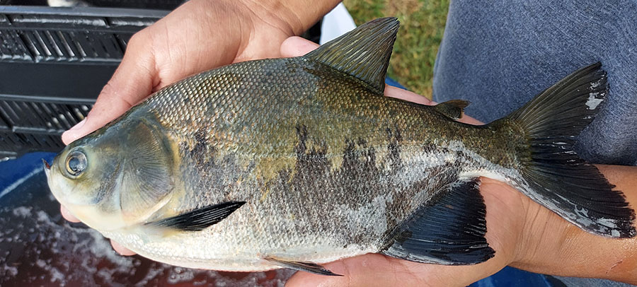 Pesquisa detecta Salmonella em viveiros de peixes nativos no Pantanal e no Cerrado