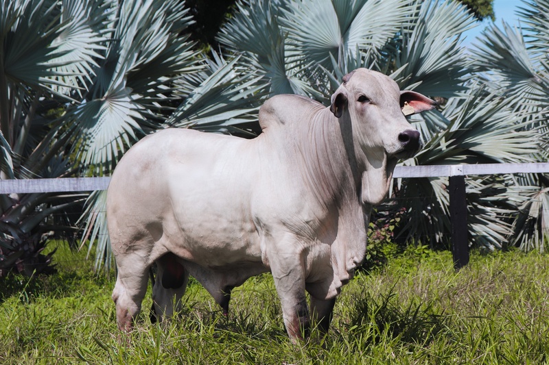 Gigante da genética bovina fecha acordo com Nelore Cometa