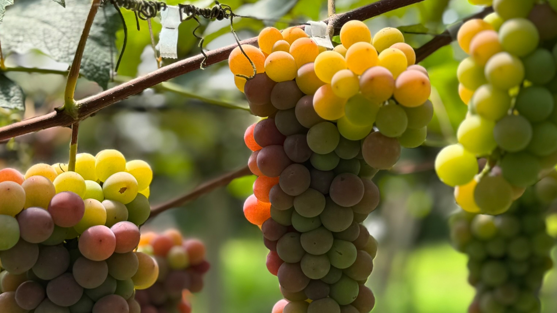 Safra 2026 do RS deve bater 900 milhões de quilos de uvas e anima setor