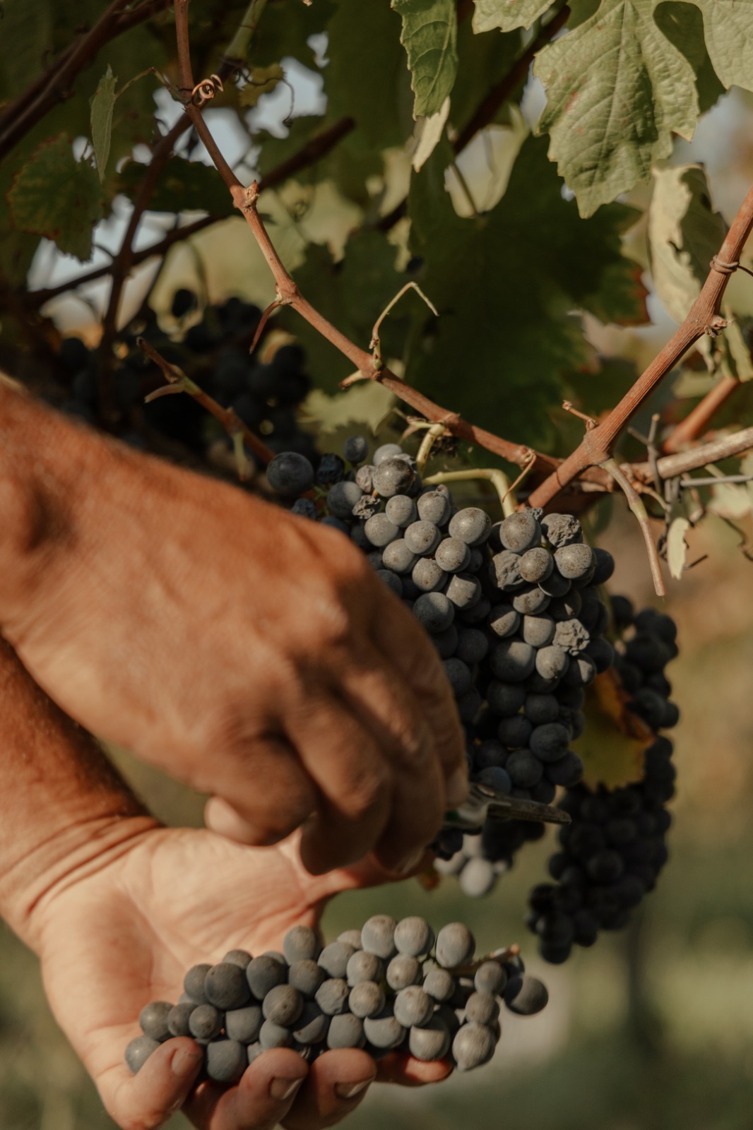 Clima favorece colheita prolongada e vinhos de alta qualidade na Serra do Sudeste