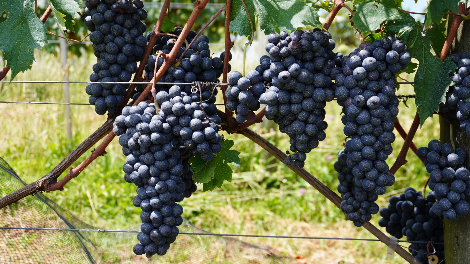 Serra Gaúcha aposta em clones nacionais para fortalecer identidade do vinho brasileiro