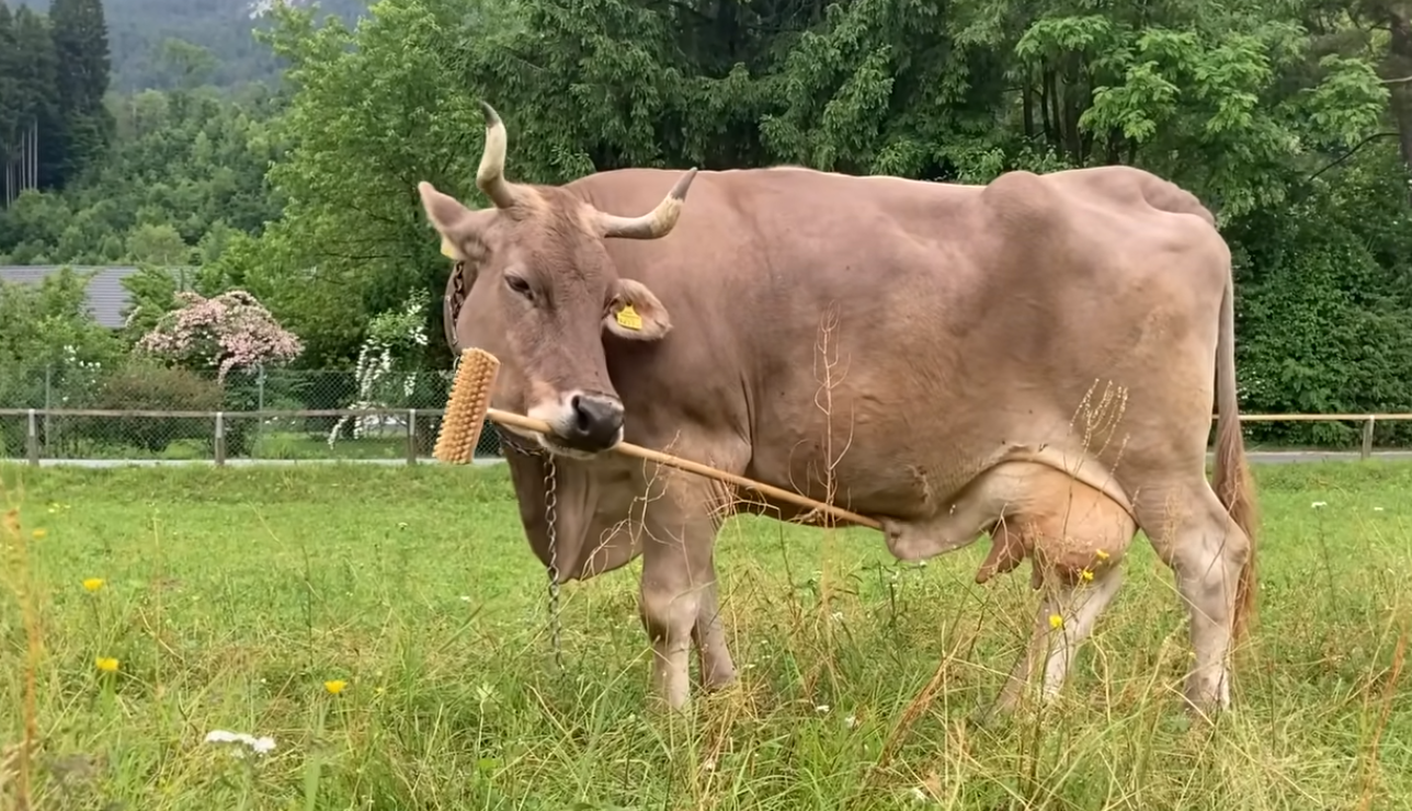 Vaca austríaca surpreende cientistas ao usar vassoura como ferramenta