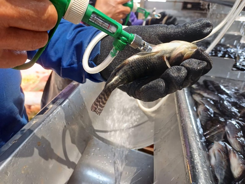 Como a vacinação está revolucionando a criação de tilápia no Brasil